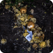 From Trash to Treasure: The Promising World of Biomass Energy